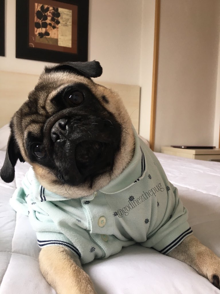 GodinezThePug's tweet photo. Con toda la actitud...  ¡Feliz Viernes! 

Godinezthepug 🐶✌🏻

#felizviernes #viernescontodo #dontworrybehappy https://t.co/DtwVMfmoOz