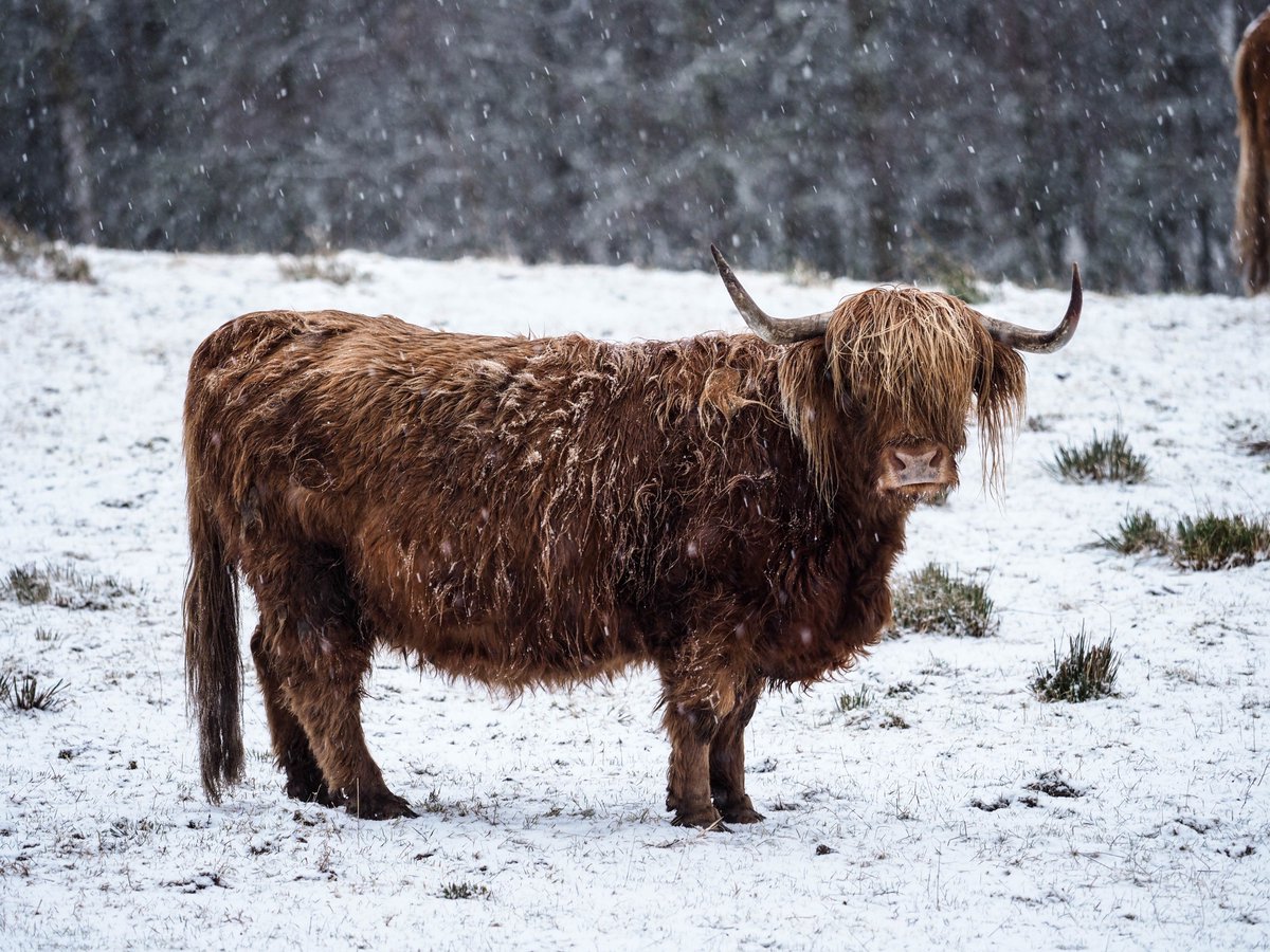 superchinois801's tweet photo. Vache à Frange du Vendredi
#highlandcow
avec @aiglefr #frenchbutwild
et @VisitScotland #scottrip #scotland #ecosse
________
@getolympus @OlympusFRA @OlympusUK @VisitBritainPR @GREATBritain @VisitBritainFR @fubiz #photography #nature #animal #cow #wild @ScotlandBbc @HuffPost https://t.co/NgxEnGAFXF