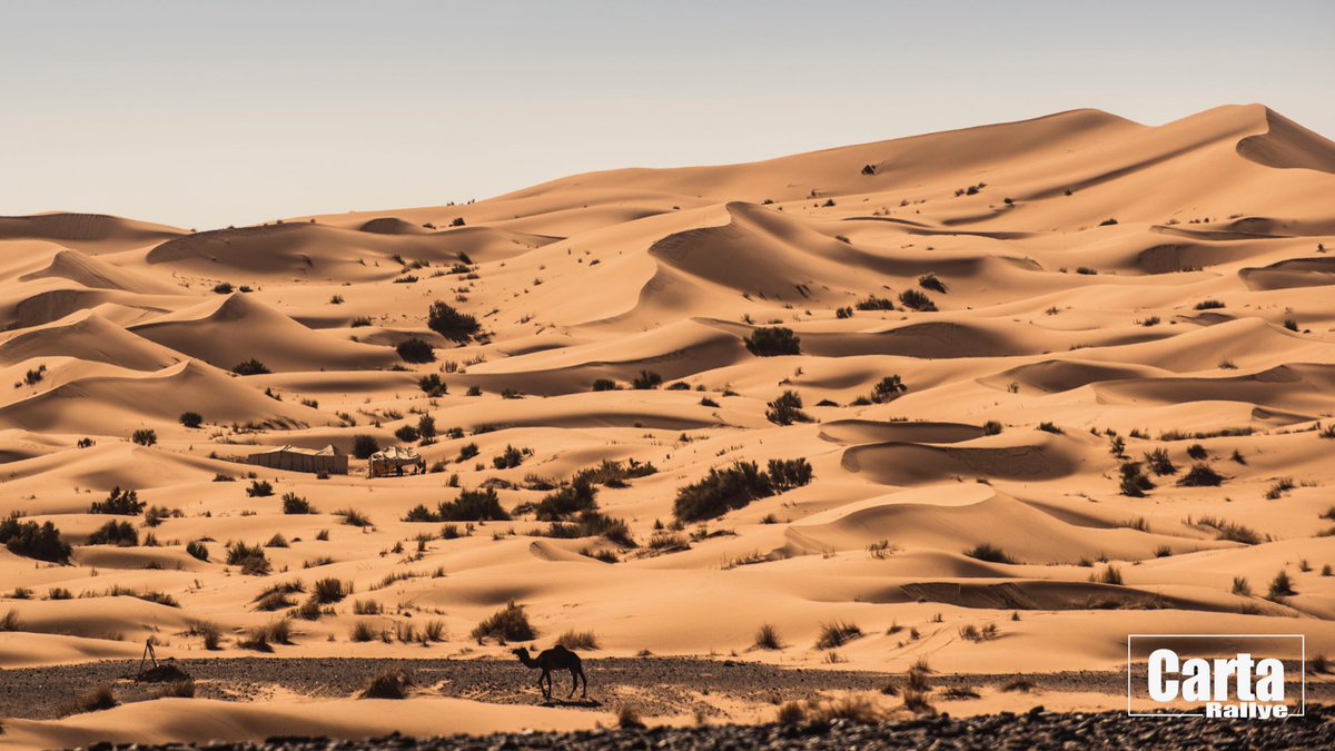 CartaRallye's tweet photo. #Desert is waiting for you #competitors 🌴🐫 ! 

📷@actiongraphers 

#feeltheadrenaline #offroad #sandrace #sand #bikes #ride #riders #desert #Motorsport #travel #landscape #racing #challenge #adventure #4x4 #Travelers https://t.co/Ss17H0Krwx