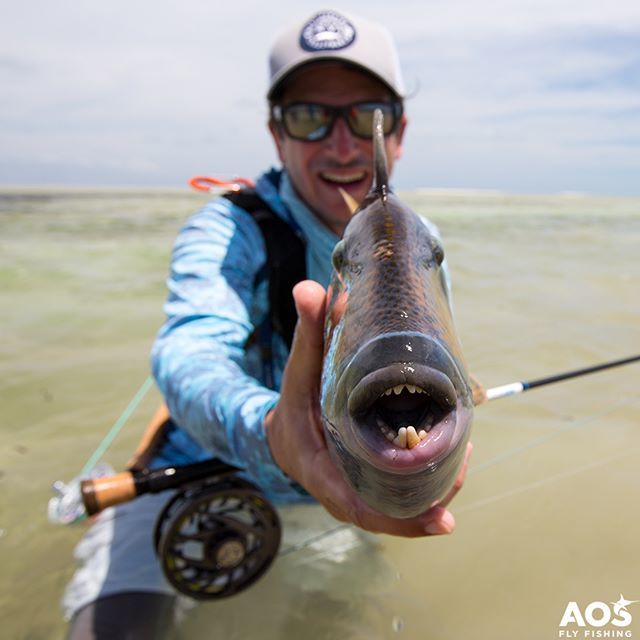 aosfishing's tweet photo. HAPPY FLY FISHING WEEKEND!!! β π π #weekend #friday #triggerfish #moustachetrigger #aosfishing #flyfishing #fliegenfischen #pescamosca #fluefiskeri #perhokalastus #vliegvissen #pescaconmosca #pechemouche #graz #styria #steiermark #picoftheday #lovefiβ¦ https://t.co/3JuQytuRws https://t.co/gj40DLAz4R