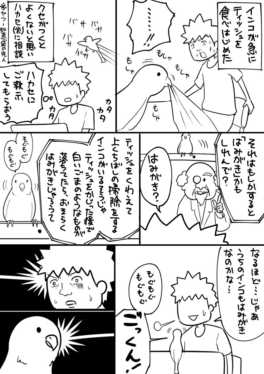 インコの歯磨き。 