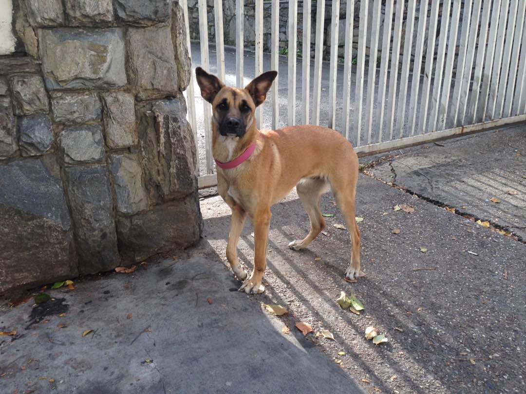 PerroUsuario's tweet photo. #EXTRAVIADA RT @eglesca: #Extraviada #abandono#mascotas Busco a mis dueños. Estoy perdida vagando sola por el marqués parte alta .Caracas , collar rosado y me acerco moviendo la colita cuando me llaman. Tengo una herida en la patita 0414-1613340. 🙏🏻 https://t.co/sFRlVSCkK3