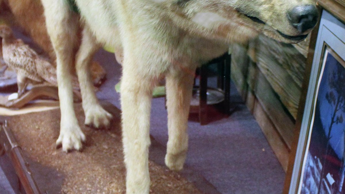 'Old Three Legs': The legend of Minnesota's infamous lone wolf trib.al/fTD7cN7