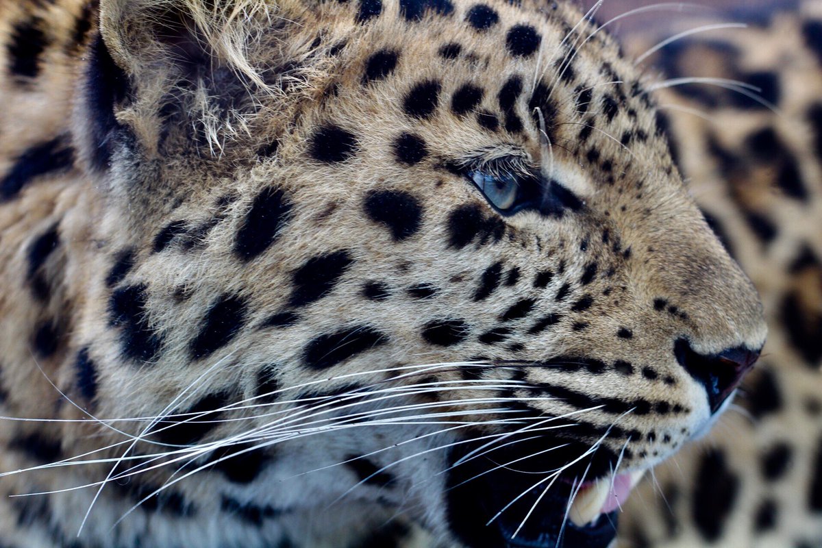 Zoo life 💗 <a href="/Marwellwildlife/">Marwell Wildlife</a>