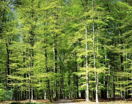 BritWoodFed's tweet photo. "If we asked engineers to invent a device to soak up carbon, that is environmentally friendly, efficient, reliable, cheap and easy to produce, they’d invent a tree."

Our favourite timber quote courtesy of Tim Rollinson @ForestryComm @ForestryCommEng @CTI_timber #sustainability https://t.co/Q56Z6lnqwk