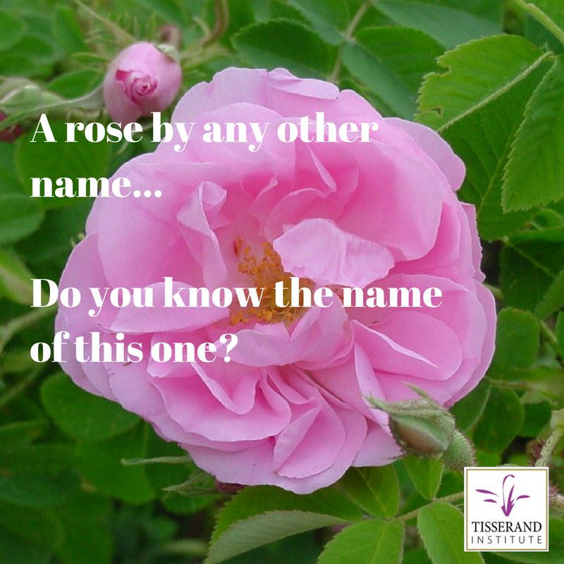 TisserandInst's tweet photo. There are many types of roses, but this one is mostly used to get the Rose Otto, or Rose essential oils. Do you know which it is? #rose #tisserand #tisserandinstitute #essentialoils #guesswhich https://t.co/jNzhe6rQIZ