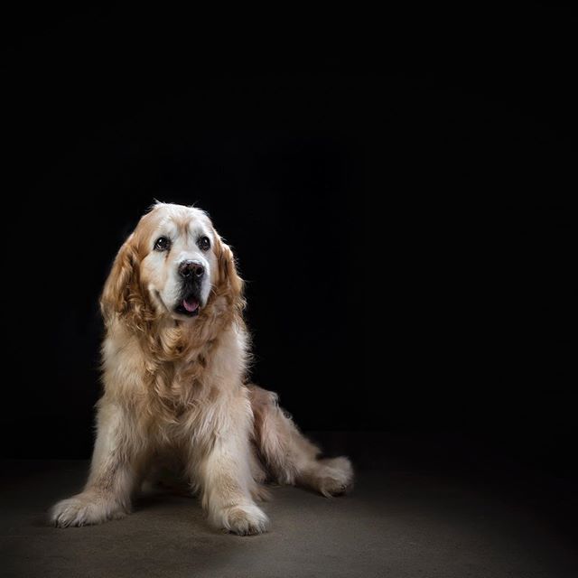 Layton_Bennett's tweet photo. Meet Piper a 13yr old #goldenretriever she kindly volunteered to model for me at my #photographicstudio in #newquay. More #petportrait to come.
.
#studiolighting #petphotography #petlife #lovemydog #dogwalking #mansbestfriend #interfit #cornwall #goldenr… https://t.co/jUNVXhQzjd https://t.co/SkSK6S6S85