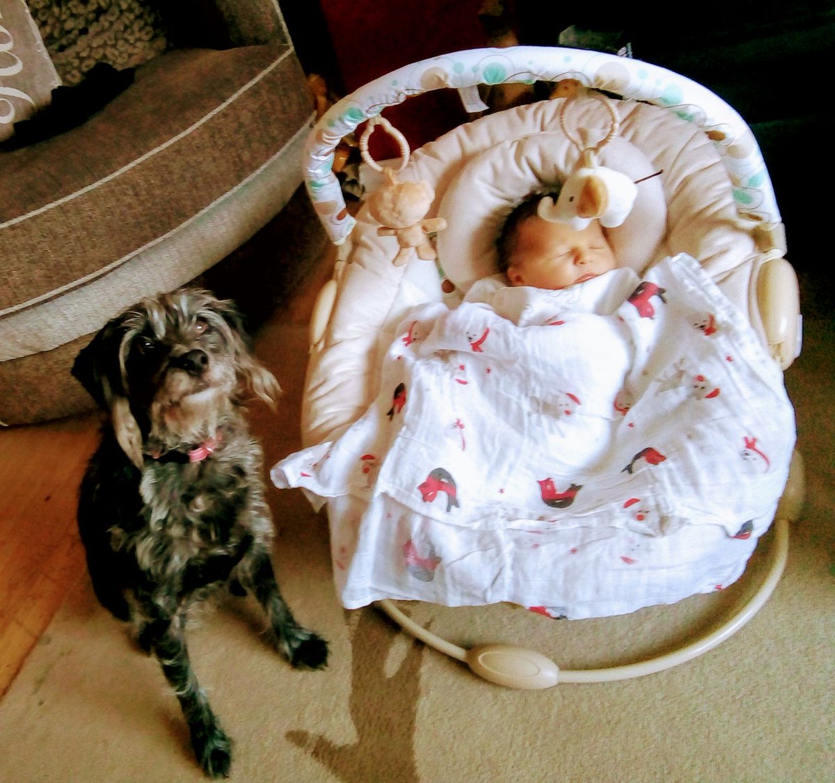 BadgerGurl's tweet photo. A new job for Poppy our jackapoo. Looking after his new baby brother Arlo #Crufts https://t.co/2FagcMgpFn