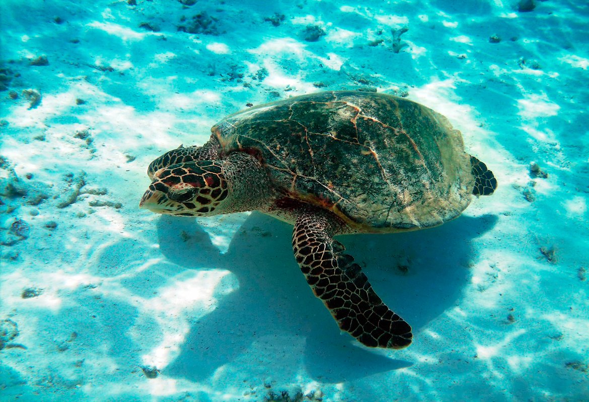 goPlan4u's tweet photo. #BuenViernes vamos a #CaboCatoche rodeado de una vegetación exuberante y ruinas arqueológicas como Ekab, hay pájaros, árboles, mar turquesa, suave arena que te invita a caminar en la playa.  #goPlan4u #QuintanaRooBest #UnPedacitodeQuintanaRoo https://t.co/Z1hXAjwH03