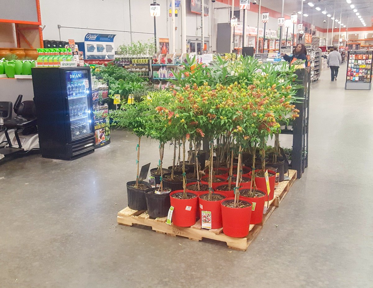 GLNURSERY's tweet photo. Thanks to Home Depot store 160 for all their help with the cold weather last night. Store looks great! @RamboNursery @LeeGLNursery @freddyplants https://t.co/JMipJAdOYC
