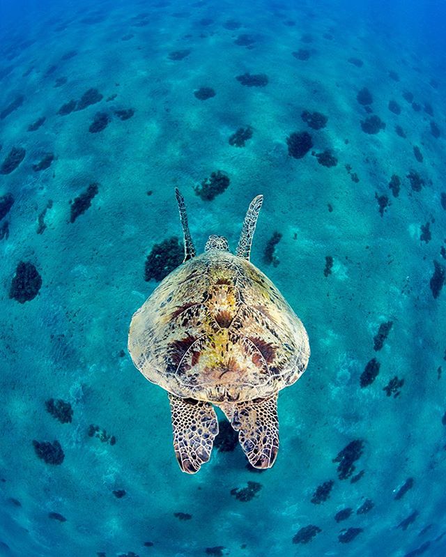 AtomicAquatics's tweet photo. Vast ocean and happy turtle.
Photo by Ambassador @martin.strmiska.
#Atomicaquatics #BestinScuba
#zeaglesystems #hollis #egypt #redsea #marsaalam #greenturtle #endangeredspecies #subal_underwater_housing #underwaterphotography https://t.co/6mrHt9iGKs