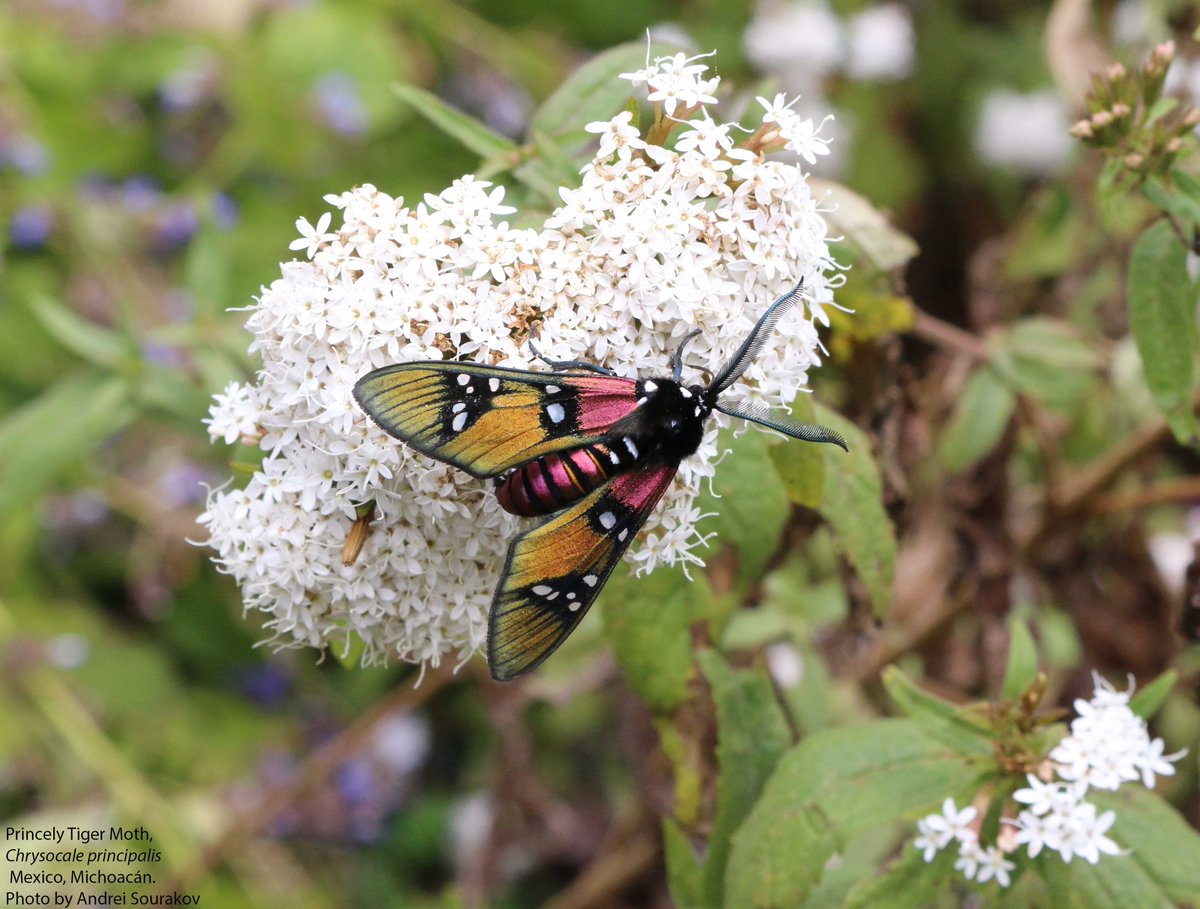 Along the way to see the Monarch colonies in Michoacán, Mexico, one can spot some other spectacular wildlife, like this Chryscale principalis Tiger Moth.
#UFBugs