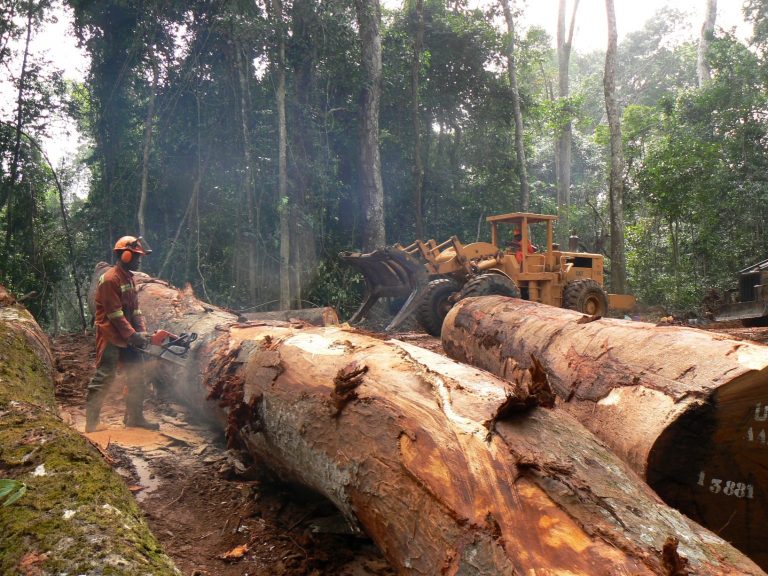 TimberDevUK's tweet photo. Researchers tested the potential of two genetic analysis techniques to pinpoint the geographic origin of #timber trees https://t.co/ZcbfH1nhDw [via @mongabay] #science #forestry #timbertrade https://t.co/IJre3ZVQid