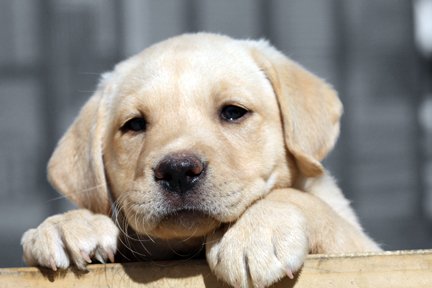 VTendring's tweet photo. Guide Dogs need puppy walkers in Clacton, Frinton &amp; Harwich.  As this is a full time responsibility please read carefully the details here before committing yourself: https://t.co/jXk5LApiAK https://t.co/Kfw9zGjB5f