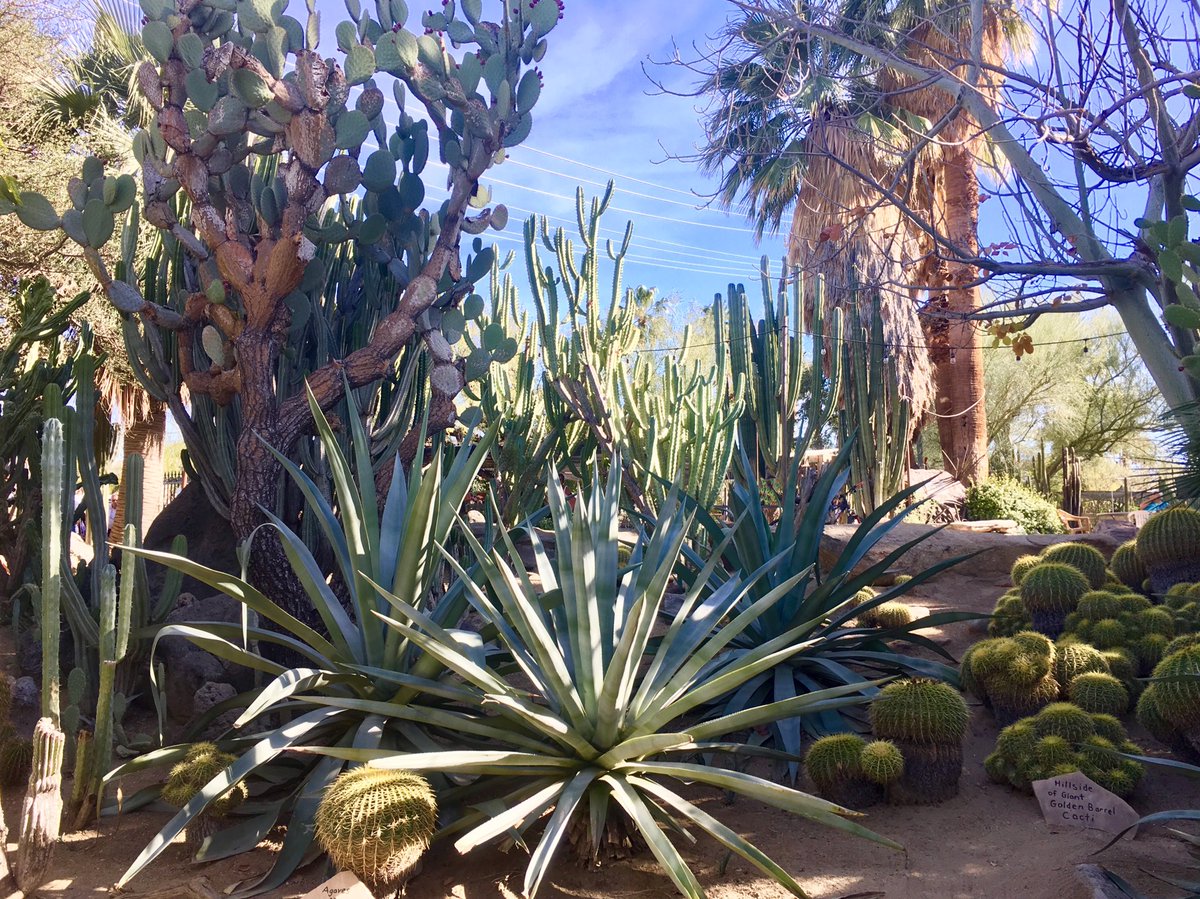 catabreu_'s tweet image. Pretty hard to leave Palm Springs for the last days of winter further north. Thanks to @canolacouncil for inviting me to talk #climate at their annual convention. Had so many great conversations &amp;amp; learned a lot! #CCCPS