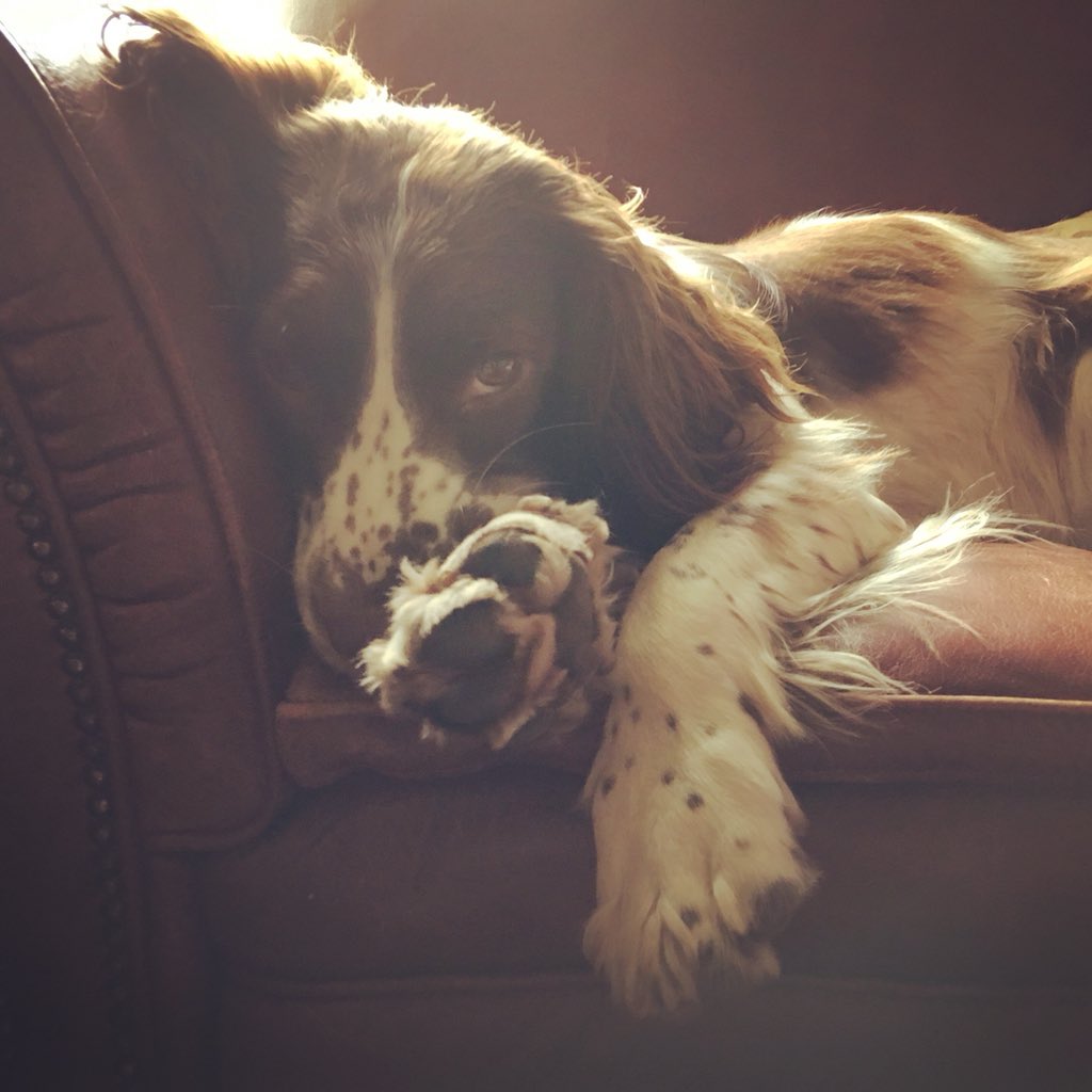 <a href="/clarebalding/">Clare Balding 💙</a> <a href="/Channel4/">Channel 4</a> Here is my <a href="/MalSeward/">Malcolm Seward</a> faithful Psychiatric Assistance Dog Crumble #Crufts