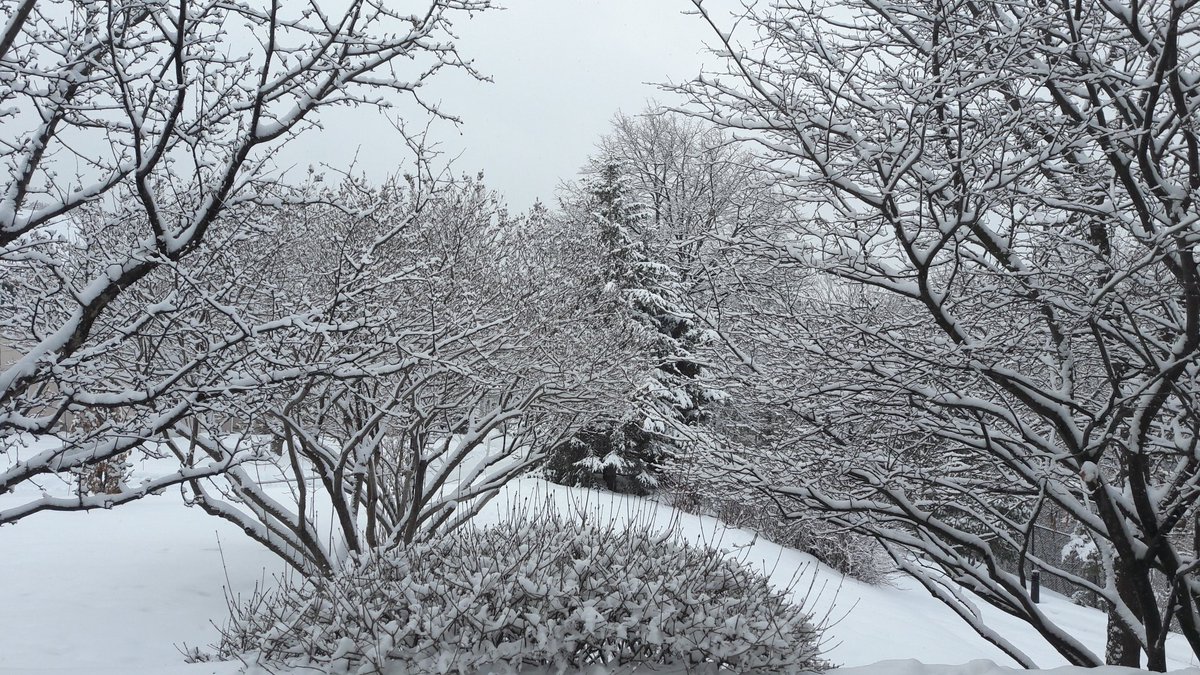 SusanleJeuneUK's tweet image. Beautiful start to the day. #notspringyet.