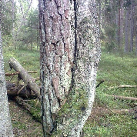 Djurgard_Ekolyx's tweet photo. Trevlig helg! 💚✨ / En trädkramare #helgmys #kram #skogen #stockholmsnatur #utiskogen #skogspromenad #utinaturen #utochnjut #friskluft #friskvård #friluftsliv #andas #mindfulness #träd #trädkram #närnatur #älskarskogen #trädkramare #upplevelser #ekoly… https://t.co/gL1c2tvq9x https://t.co/wlKirE6WCM