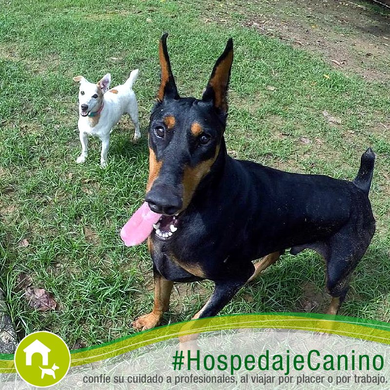 solarcanino's tweet photo. Somos un equipo entusiasta y preparado para hacer de las vacaciones de tu mascota una experiencia agradable y motivadora, en un ambiente seguro, natural y confortable. 🏡💕🐩
#SolarCanino #HospedajeCanino
Síguenos:
https://t.co/AZH0s4gjdq
https://t.co/MyD4LjMvUM https://t.co/XREh4KfgDr