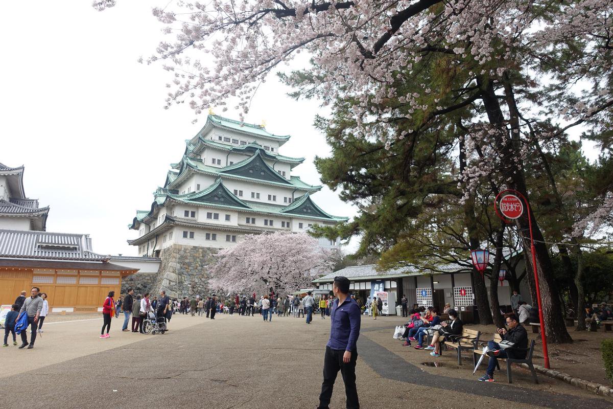 TopMiles's tweet photo. One of the benefits of having the Japan Rail Pass is the ability to have quick stopovers en route to your destination. Our first stop on the way to Fukuoka was the city of Nagoya and the beautiful Sakura blossoms at Nagoya Castle.

https://t.co/eb8aEA2cXE https://t.co/EU51bwthMZ