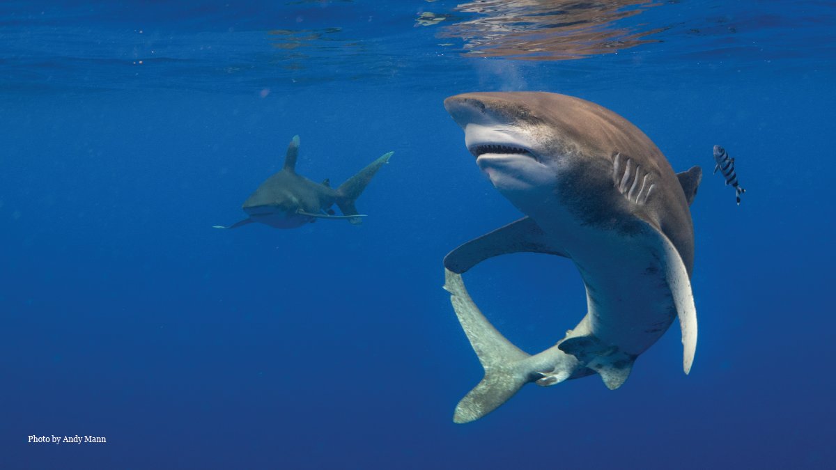 MooreCharitable's tweet image. Sharks are vital to our coastal economies and the health of all oceans. Follow to see how Moore Charitable Foundation is fighting for #mooresharks