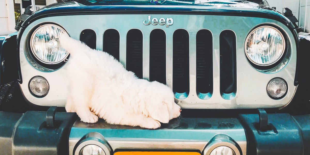 Jeep's tweet photo. #JeepDog in training. 📸: Madeline C. https://t.co/D4PcugcXVO