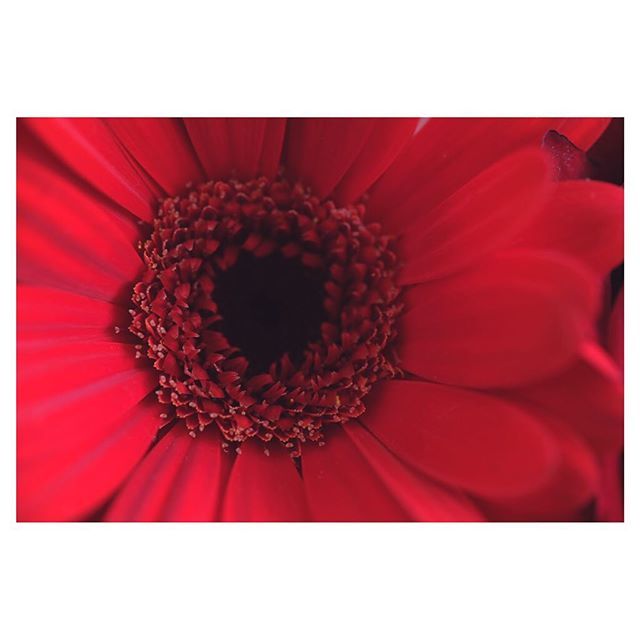 loco_locola's tweet image. ✮
Power of color
*
#powerofcolor #energy #red #passion #power #cheerful #1stchakra #fire #blood 
#fujifilm #fujixseries #xt20 
#flowerstagram #ガーベラ 
#赤 #火 #血 #元氣 #あやかる 
#色の力