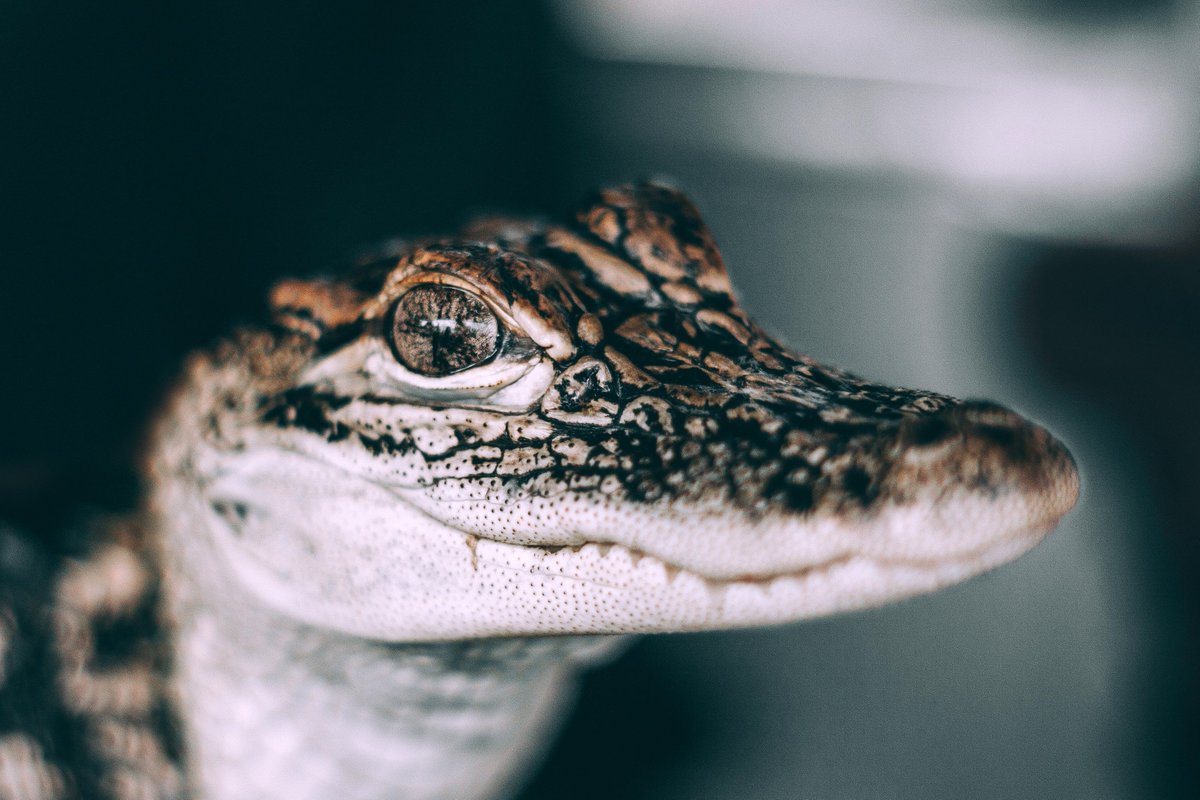 CMSOfficialPage's tweet image. Did you know with USPS, you can ship baby alligators? #DoesItBite?