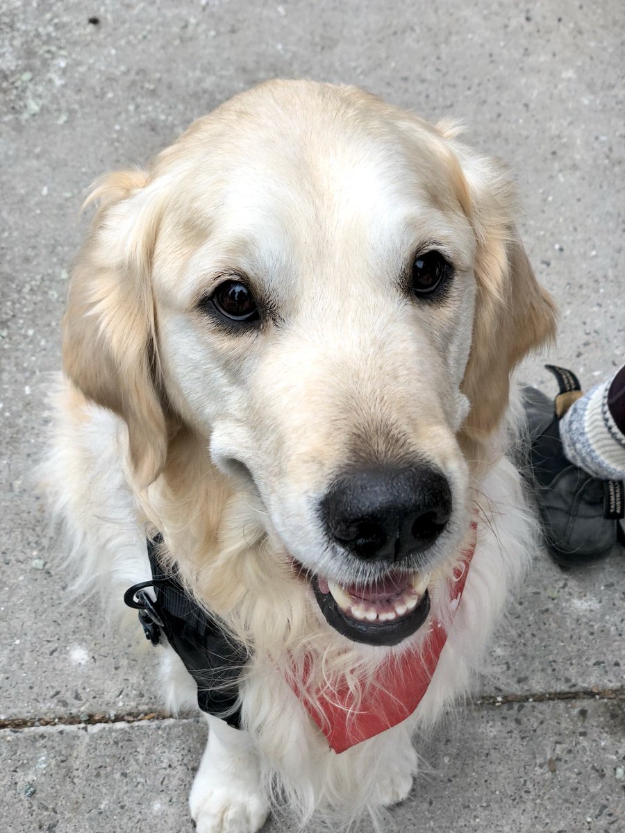 OVCPetTrust's tweet photo. Benson’s got that #FridayFeeling 😀 #Guelph, have you signed up for the #OTSDogJog yet? Join a team and start fundraising today: https://t.co/FW5E0NfQYw #PetTrustPals https://t.co/WVk7PoxE9b