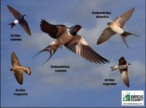 SEO_BirdLife's tweet photo. ¿Tienes vecinos que se quejan de los excrementos de golondrinas y aviones? Te proponemos una solución sencilla instalando una bandeja de cartón #Birdsclean. Disponible en #TiendaSEO https://t.co/EjIISGvthC https://t.co/FsSmR5m7wU