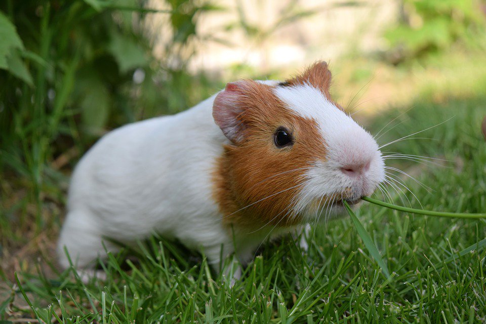 Did you know that, 
like their Porcine counterparts,

male guinea pigs are called boars and females are called sows