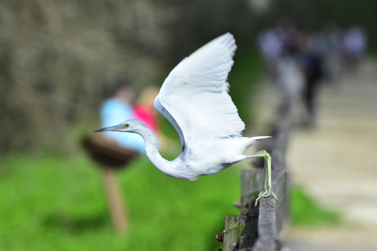 nattygur's tweet image. #CAS 42: Agent in #EcoAutonomous org:
&quot;Human Agents voluntary filling functions. Agents can leave any function at any time. Agent&apos;s earning, though, is a factor of the functions he is filling and their contribution to entities.&quot;
#ComplexAdaptiveSystem #Leadership #SelfManagement