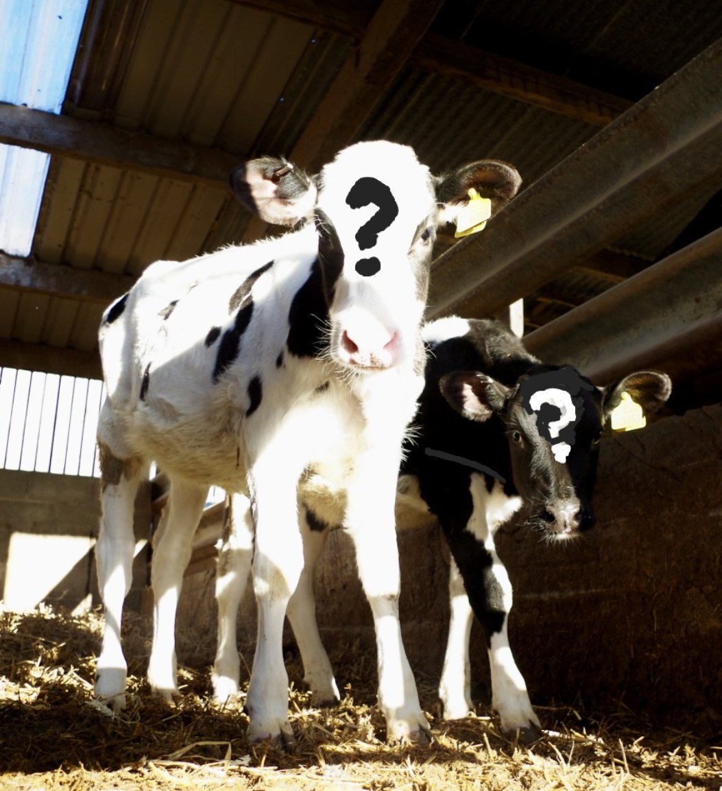 Don't be in the dark about the genetic merit of your heifers.  The <a href="/ClarifideUK/">CLARIFIDE UK</a> #genomic test helps you #seethefuture by delivering decisions not just data.