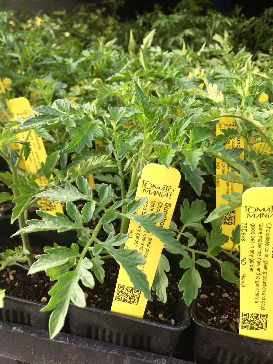 Triple Crown #TOMATOMANIA weekend. Corona del Mar, El Cajon ad LA/Highland Park.  Come see us and start the season! tomatomania.com