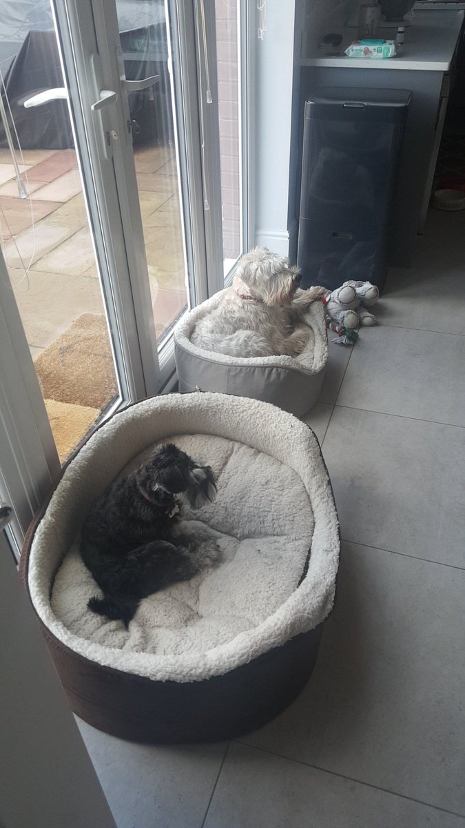 franschub's tweet photo. Our naughty Mini Schnauzer Misty kicks her Aunty Jazz the Wheaten out of her bed when she comes to stay! #cruftsextra #Crufts https://t.co/f4dhJiSAO0