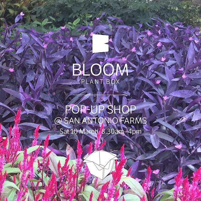 BYMAKING's tweet photo. We're looking forward to seeing you tomorrow, Saturday, at our Bloom Pop-Up Shop at San Antonio Farms!
.
Bloom Plant Box Pop-Up Shop
San Antonio Farms, Santa Cruz, Trinidad
Saturday 10 March, 8.30am–4pm
Bloom + accessory: TT$450 (reg. price TT$500)
FREE … https://t.co/FJrpGzCKB3 https://t.co/52lxoDAdJD