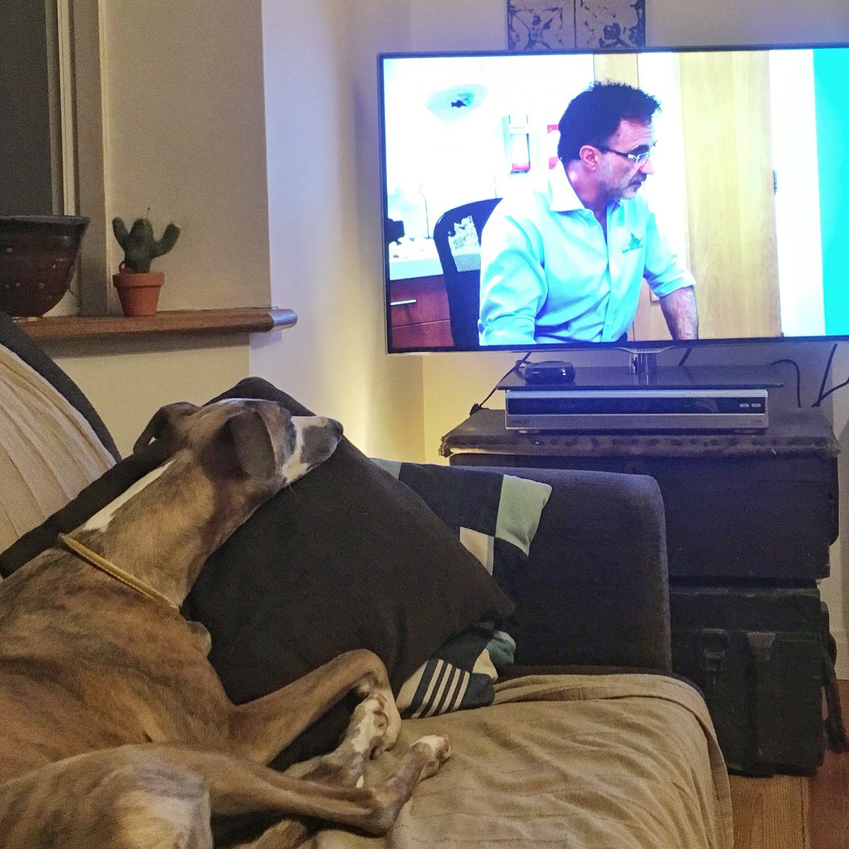 we_are_mountain's tweet photo. Morse is in love with @SupervetNF!!! 😍😍😍 #crufts #crufts2018 https://t.co/rQI1pAstes