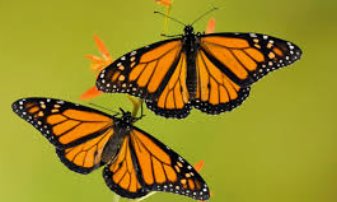 MonarcaTeam's tweet photo. DID YOU KNOW? A monarch can be 4-12 miles per hour #MortonPride https://t.co/G71OWNaY59