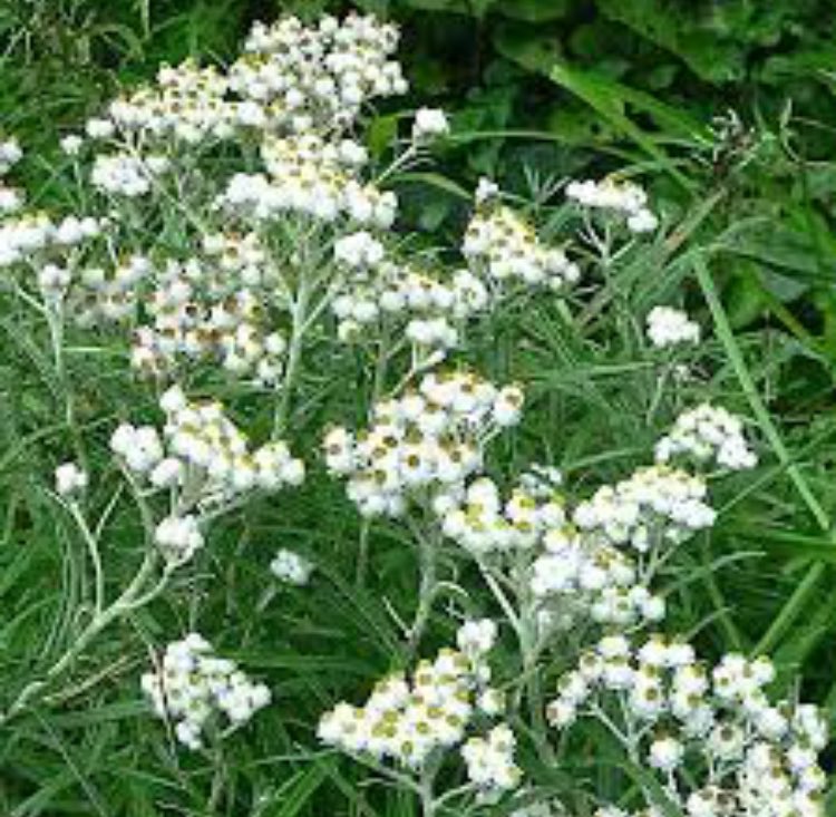 MonarcaTeam's tweet photo. Another plant that will be in our garden is Pearly Everlasting #MortonPride https://t.co/czYliIPohg