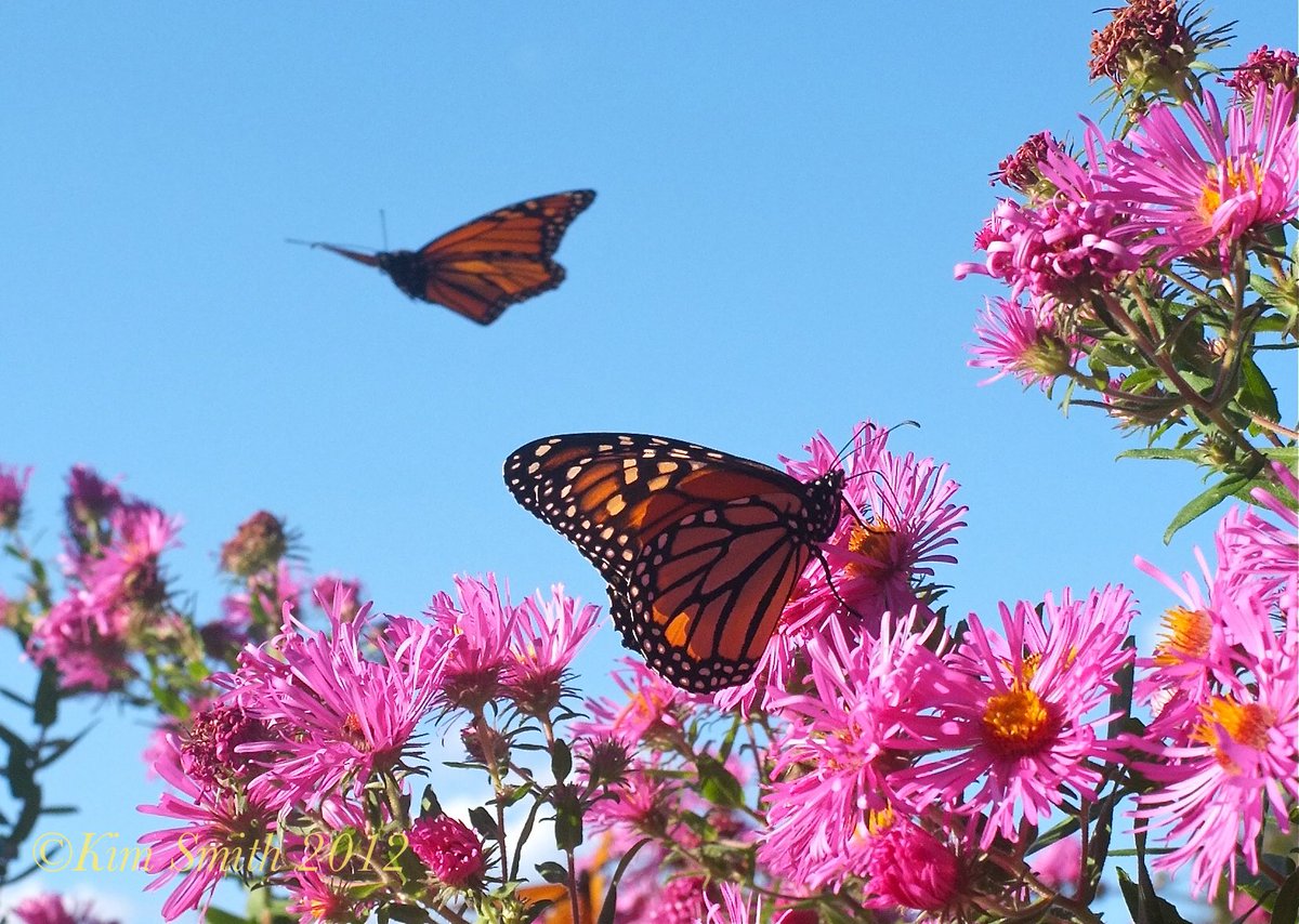 monarchparadise's tweet photo. A monarch butterfly can flap its wings up to 120 times in a minute when trying to escape a predator. Their flight speed has been measured between 4 and 12 miles per hour but can be much faster if a monarch uses available wind currents that will speed it up considerably. https://t.co/RUobosVpb2