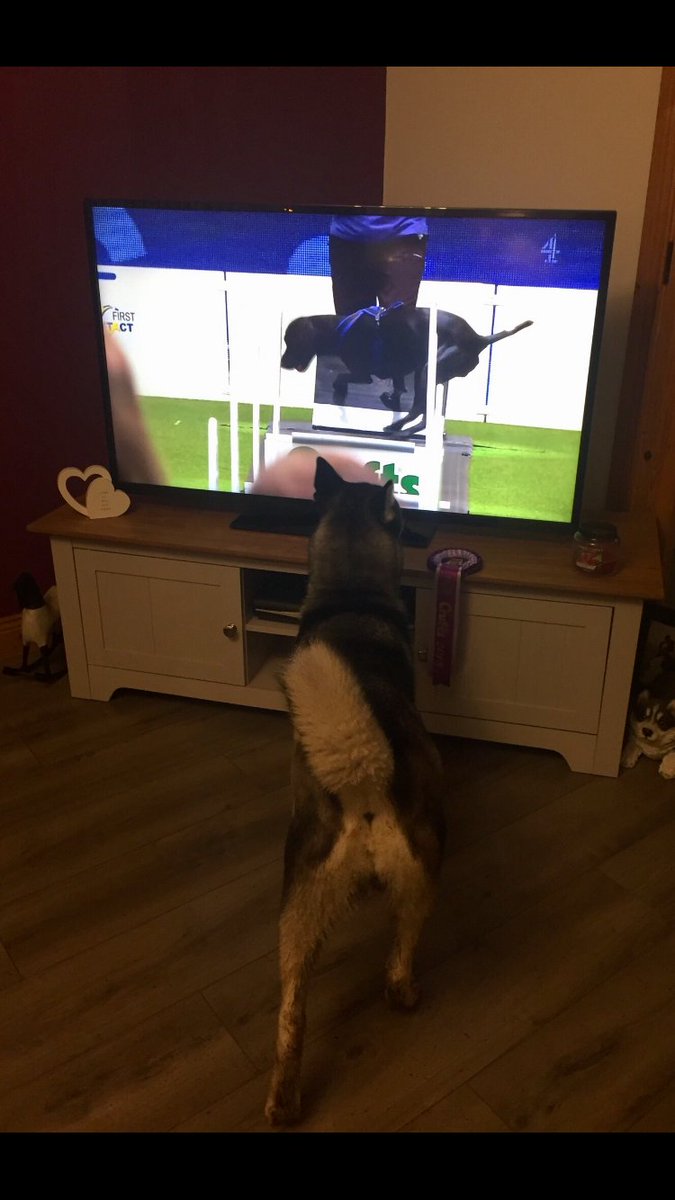 aislingc12's tweet photo. @Crufts @clarebalding @SupervetNF #crufts #alancarr @AlanCarr 
Blue watching Crufts tonight. She’s just home after competing at Crufts yesterday #SiberianHusky https://t.co/NsDBnpgpXM