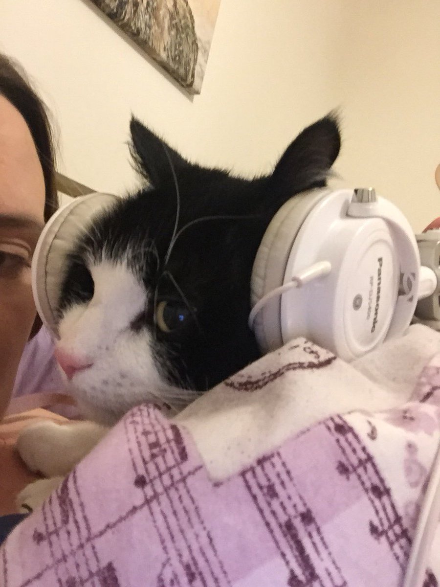 DrHillyer's tweet photo. When the only way to calm the #cat down is to let him listen to @LittleMix 😂

#cats #crazycatlady #teenagecats https://t.co/7SzRvLbUn3