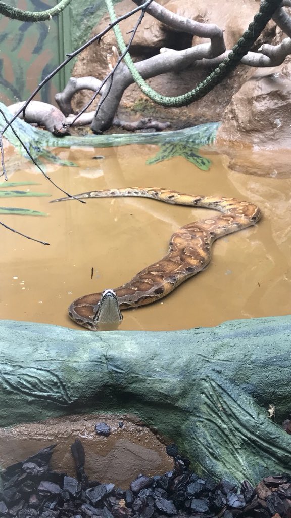 burt_imogen's tweet photo. Shout out to @ZooStephen for a fantastic day @dudleyzoo, learning about the historical enclosures and how adaptations to these enclosure for different animal have taken place for modern day use. Thank you @doloughlin32  for organising this amazing experience. https://t.co/5ihWDxQbXi