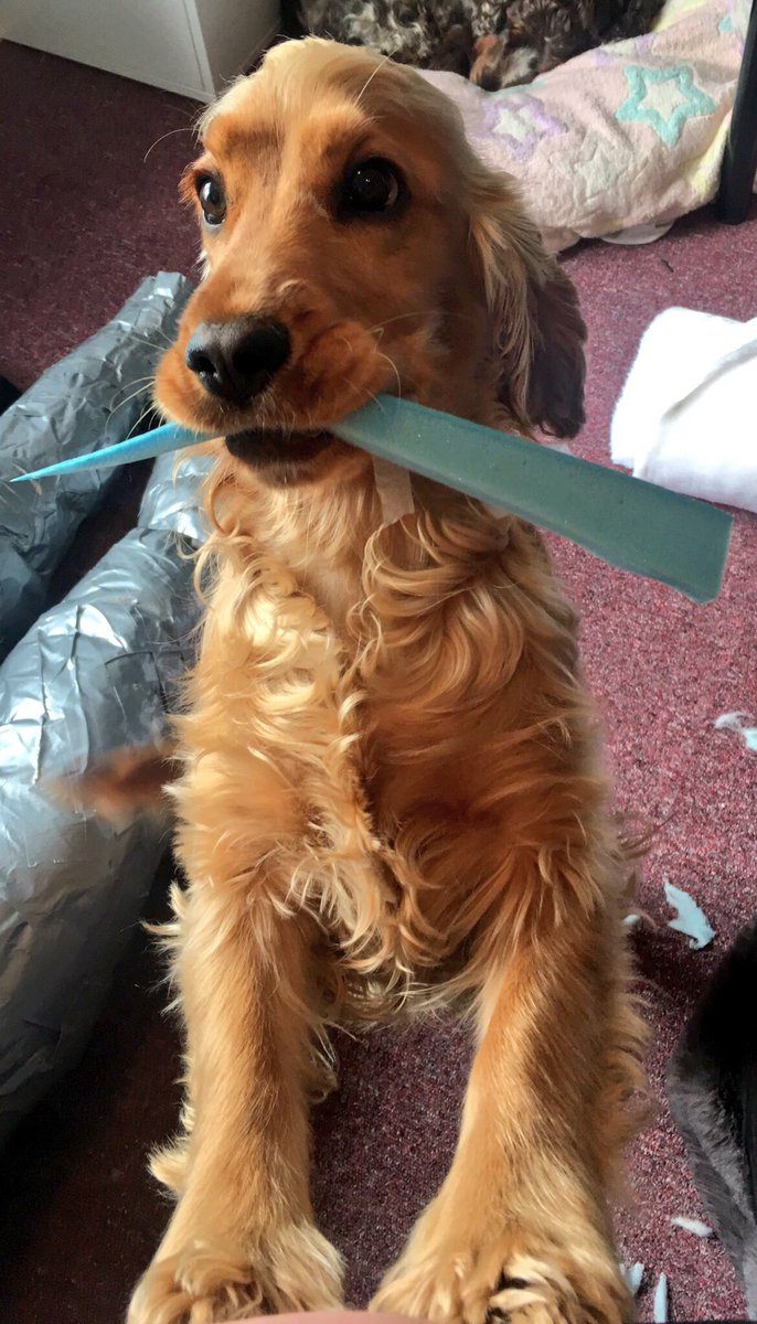ChloeTier's tweet photo. This is Peach! She comes to work with me as a costume maker and likes to make sure I have enough materials #Crufts 🍑💖 https://t.co/Bt9Cm9cmgg