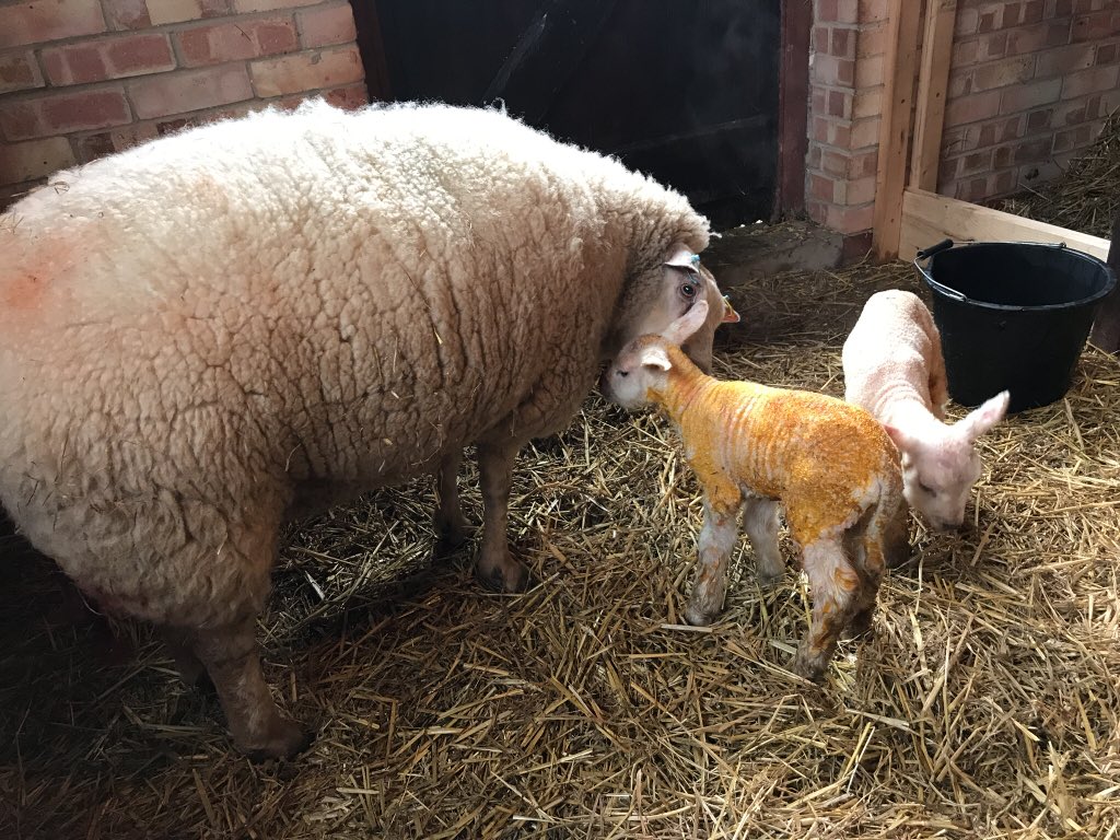 pridgeon1's tweet photo. First lambs at Willows Farm! #sheep365 https://t.co/bK23pHSXPe