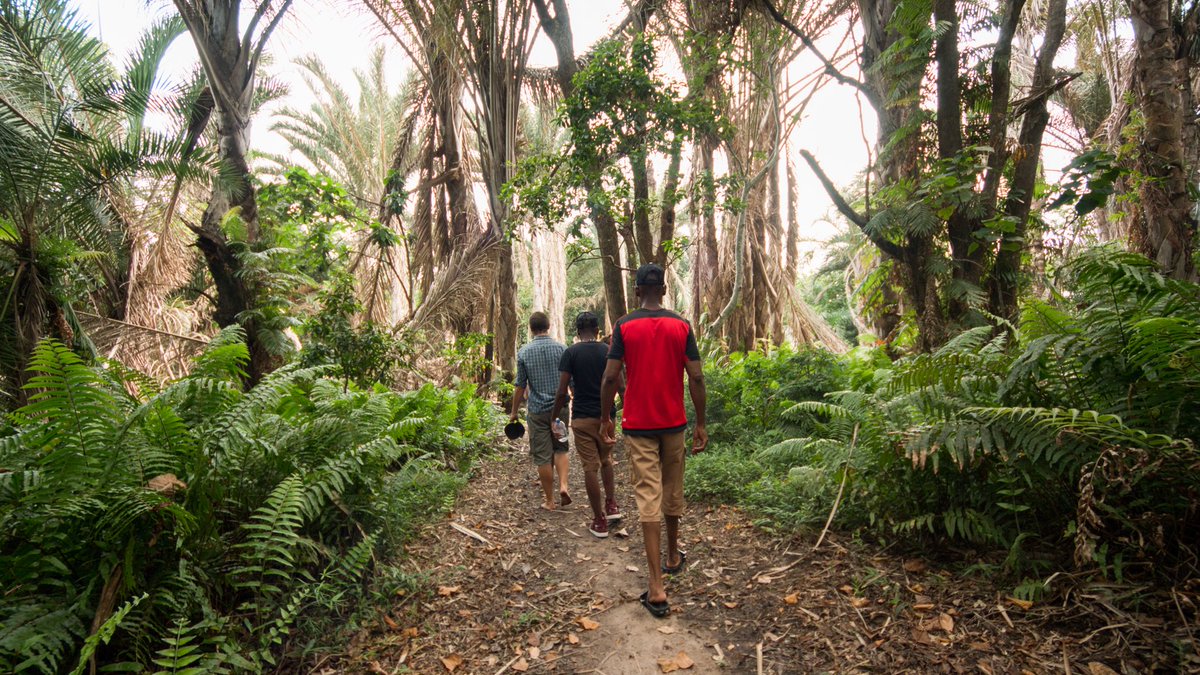 Explo4Knowledge's tweet image. Highlights from the trip where the team visited a mangrove swamp and Raffia palm tree monument.