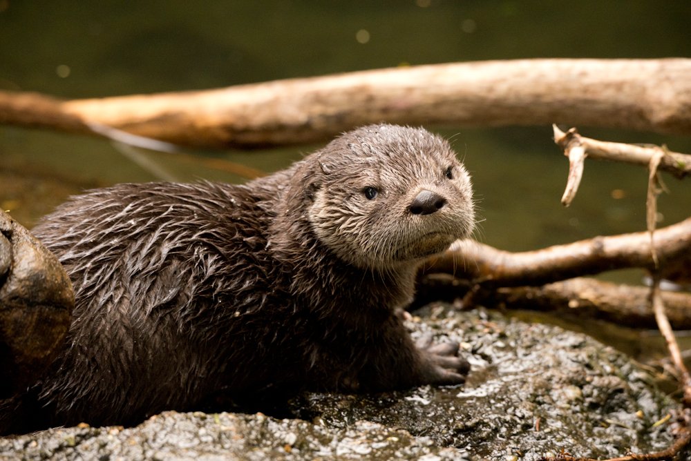 OregonZoo's tweet image. ⭐️⭐️⭐️⭐️ FIRST IMPRESSIONS
Overall very good first impressions. Sturdy built, totally winter-ready and waterproof. Only comes in brown but that’s actually a plus for me. 
#rateaspecies