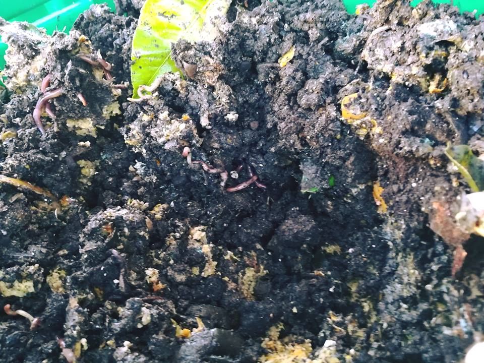 ReciclaAsPontes's tweet photo. SEMENTES INFORMATIVAS
Xa o dicían os meus avós: canto máis vello, mellor. O mesmo pasa ca materia orgánica pois canto máis vella e leñosa mellor é, pois fai que a formación de Humus sexa máis estable. #Compostaxe #CompostDaCasa en @AsPontes https://t.co/iye5UToiIg