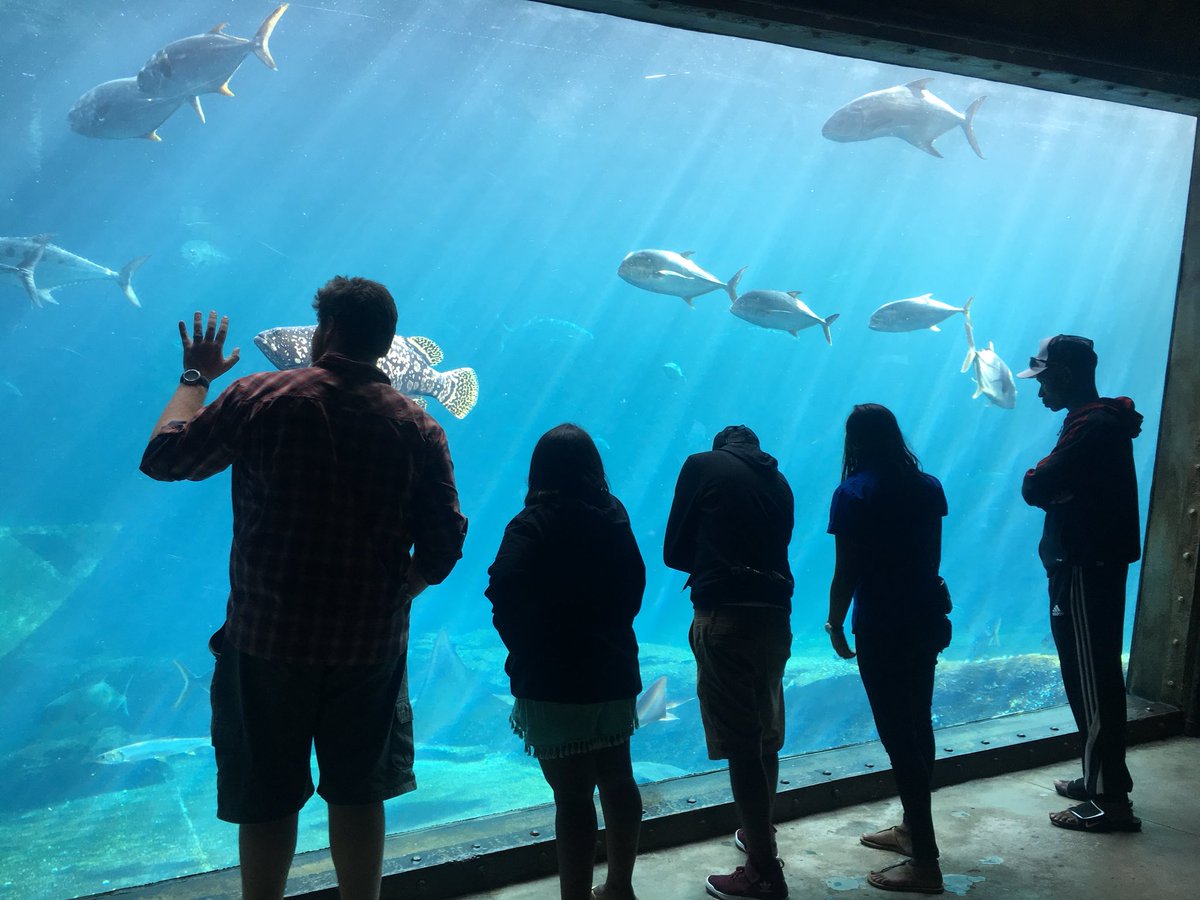 Explo4Knowledge's tweet image. At @uShakaMarine the team and chefs were toured around the park seeing all the marine life they have to show.