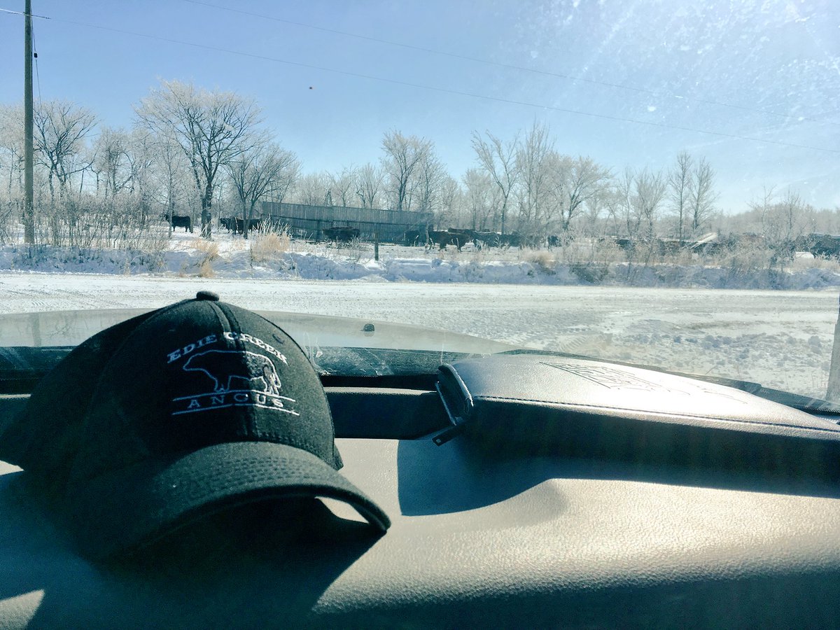EdieCreekAngus's tweet photo. Cows came up from their bale grazing pod 1 mile away to send their best wishes to their 2-Yr Old sons as they go off to Ashern for the sale tomorrow!
#FriendlyCattle
#Docility https://t.co/uchlardRXP